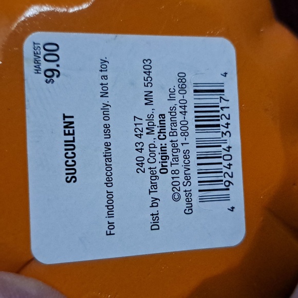 Cactus String of Lights & Faux Succulent - Picture 10 of 10